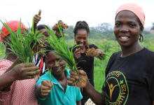 How Kenya's Agricultural Research Institute is Safeguarding Food Security Through Technology