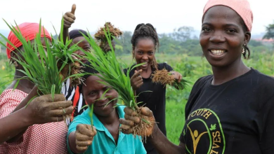 How Kenya's Agricultural Research Institute is Safeguarding Food Security Through Technology
