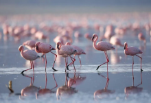 Romantic Kenya: 7 Unforgettable Honeymoon Destinations Where Wilderness Meets Luxury