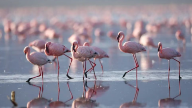 Romantic Kenya: 7 Unforgettable Honeymoon Destinations Where Wilderness Meets Luxury