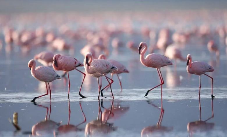 Romantic Kenya: 7 Unforgettable Honeymoon Destinations Where Wilderness Meets Luxury