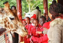 Introduction: Why July is Kenya's Premier Safari Month