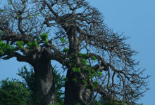 Kenya's Iconic Trees: Cultural Icons and Ecological Wonders