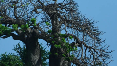 Kenya's Iconic Trees: Cultural Icons and Ecological Wonders