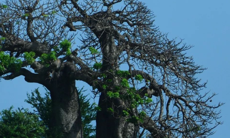 Kenya's Iconic Trees: Cultural Icons and Ecological Wonders