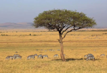 10 Stunning Natural Attractions in Kenya: Africa’s Wildest Wonders