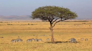 10 Stunning Natural Attractions in Kenya: Africa’s Wildest Wonders
