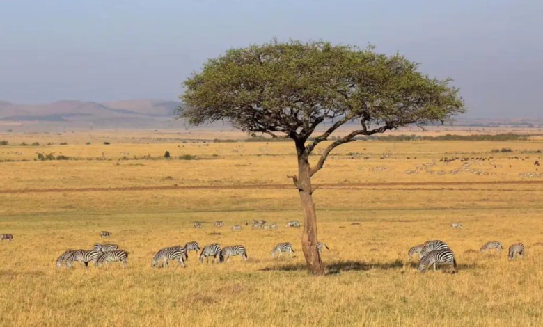 10 Stunning Natural Attractions in Kenya: Africa’s Wildest Wonders