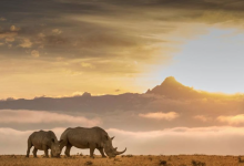15 Surprising Facts About Kenya You Probably Didn't Know