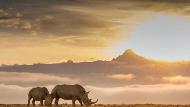 15 Surprising Facts About Kenya You Probably Didn't Know