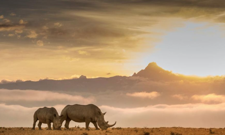 15 Surprising Facts About Kenya You Probably Didn't Know