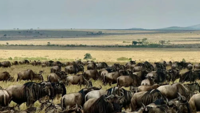 The Ultimate Guide to All-Inclusive Safari Packages in Kenya