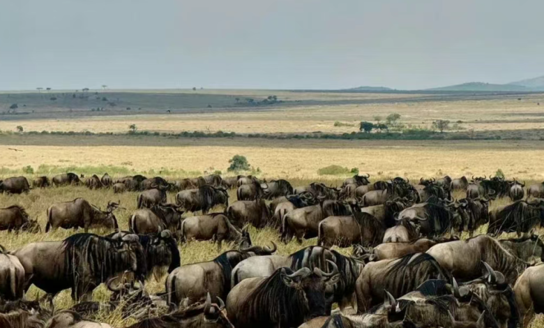 The Ultimate Guide to All-Inclusive Safari Packages in Kenya
