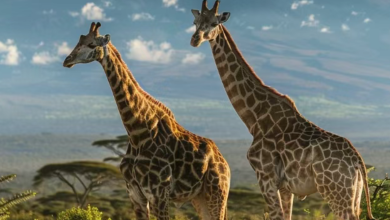 Kenya Weather in April: The Complete Travel Guide